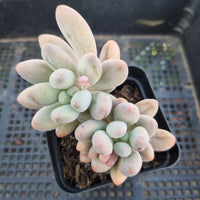 *GLGhybrid(1-324) Pachyphytum Baby Finger hybrid 婴儿手指杂