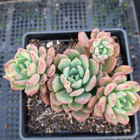 *GLGhybrid(1-325) Echeveria Sierra Hybrid 爱斯诺杂