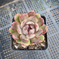 *GLGhybrid(1-327) Echeveria 'Bloody Maria' hybrid 血色玛丽亚杂