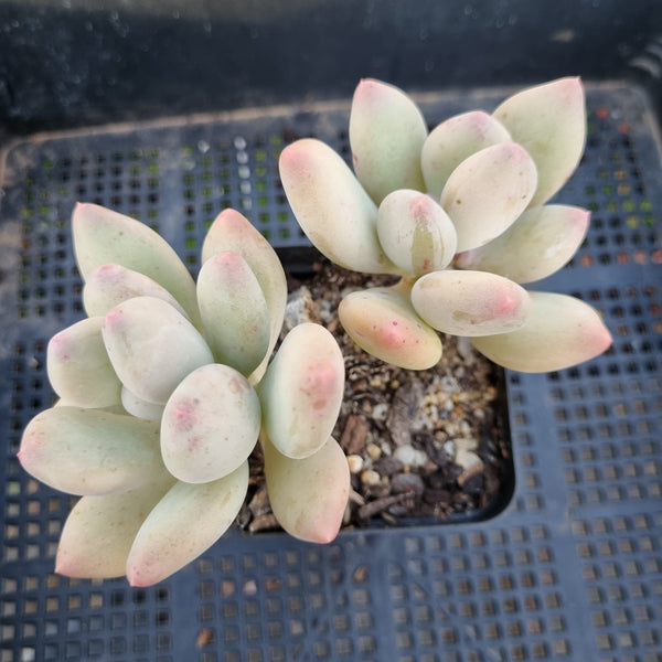 *GLGhybrid(1-331) Pachyphytum hybrid  奶酪杂