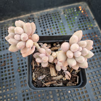 *GLGhybrid(1-334) Graptopetalum Mendozae X Baby Finger 丸姬杂婴儿手指