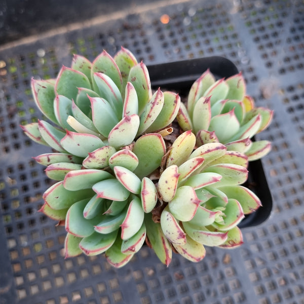 *GLGhybrid(1-336) Echeveria Puebla hybrid 普埃布拉杂