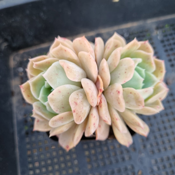 *GLGhybrid(1-337)  Echeveria Derenbergii hybrid 船长杂