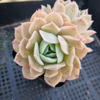 *GLGhybrid(1-337)  Echeveria Derenbergii hybrid 船长杂