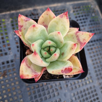 *GLGhybrid(1-339) Echeveria Champaign hybrid 香槟杂