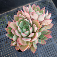 *GLGhybrid(1-341) Echeveria Pulidonis Veracruz hybrid 红边灵影杂