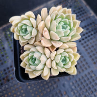 *GLGhybrid(1-342) Graptopetalum Mendozae X Gilo 丸姬杂财路