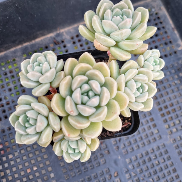 *GLGhybrid(1-343) Graptopetalum Mendozae hybrid 丸姬杂