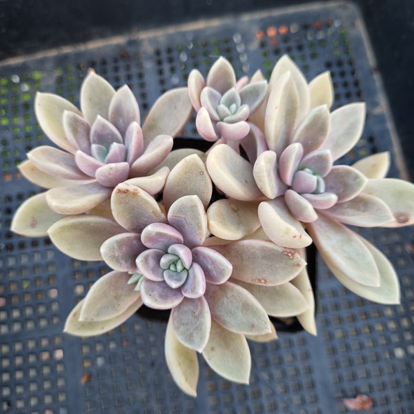 *GLGhybrid(1-346) Graptopetalum Mendozae X Echeveria brown Sugar 丸姬杂红糖