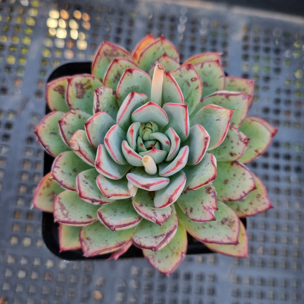 *GLGhybrid(1-360) Echeveria Puebla hybrid 普埃布拉杂