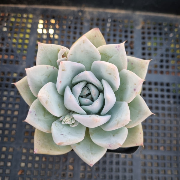 *GLGhybrid(1-361) Echeveria Mexican Giant hybrid 巨人杂