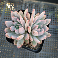 *GLGhybrid(1-362) Pachyphytum hybrid 厚叶草属杂