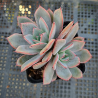 *GLGhybrid(1-363) Echeveria Laulensis hybrid 劳伦斯杂