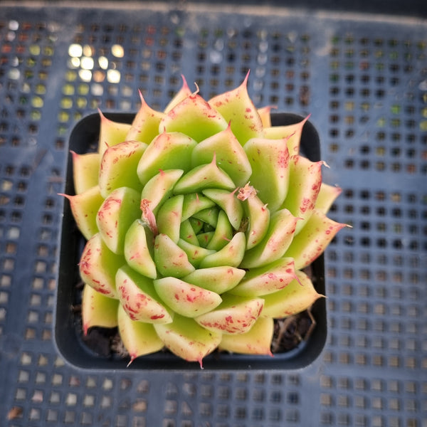 *GLGhybrid(1-364) Echeveria agavoides Polaris hybrid 北极星杂