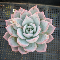 *GLGhybrid(1-365) Echeveria Laui hybrid 雪莲杂