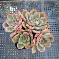 *GLGhybrid(1-366) Echeveria Agavoides 'Santa Lewis' hybrid 圣路易斯杂