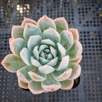 *GLGhybrid(1-367) Echeveria Mexican Giant hybrid  巨人杂