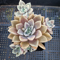 *GLGhybrid(1-371) Graptopetalum Mendozae X Echeveria brown Sugar 丸姬杂红糖