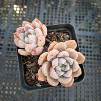 *GLGhybrid(1-372) Graptopetalum Mendozae hybrid 丸姬杂