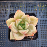 *GLGhybrid(1-373) Echeveria Champaign hybrid 香槟杂