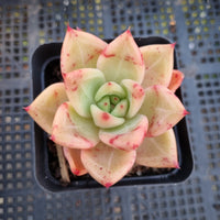 *GLGhybrid(1-374) Echeveria Champaign hybrid 香槟杂