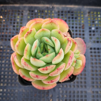 *GLGhybrid(1-378) Echeveria 'Puli-lindsayana' hybrid 宝丽安娜杂