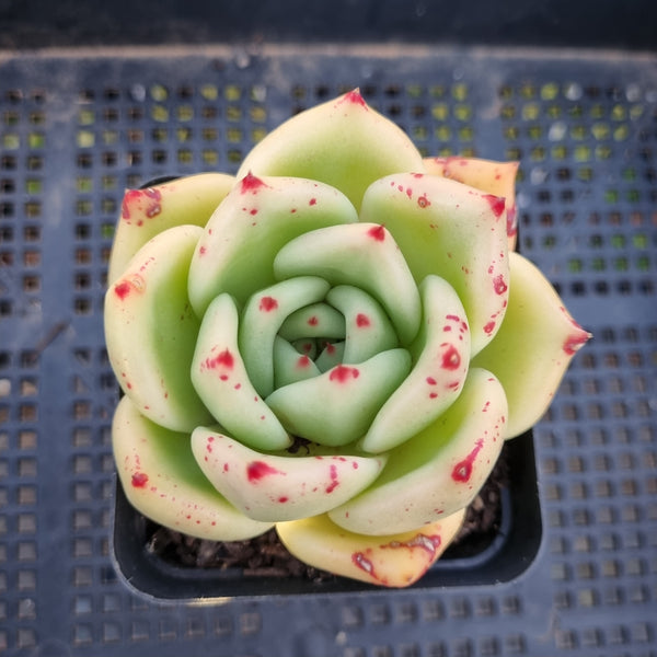 *GLGhybrid(1-379) Echeveria agavoides Ebony hybrid 乌木杂