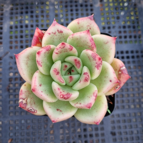 *GLGhybrid(1-381) Echeveria agavoides Ebony hybrid 乌木杂