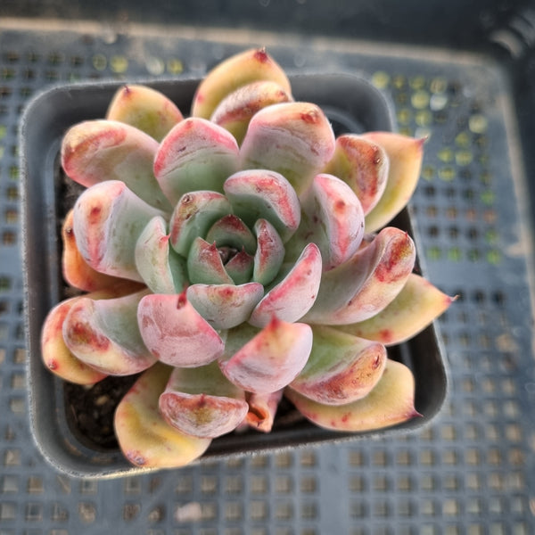 *GLGhybrid(1-382) Echeveria Puebla X Blood Maria 普埃布拉杂血玛