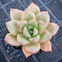 *GLGhybrid(1-385) Echeveria Champaign hybrid 香槟杂