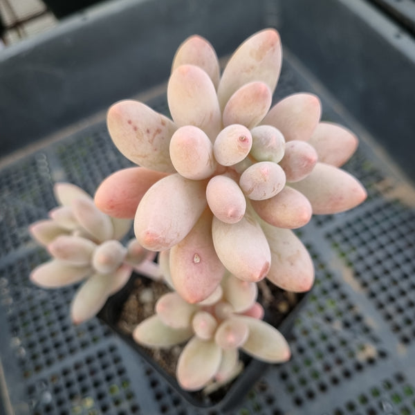 *GLGhybrid(1-388) Pachyphytum Baby Finger hybrid 婴儿手指杂