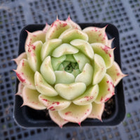 *GLGhybrid(1-391) Echeveria agavoides Ebony hybrid 乌木杂