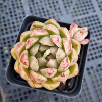 *GLGhybrid(1-392) Echeveria agavoides Polaris hybrid 北极星杂