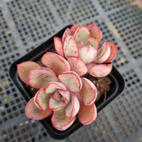 *GLGhybrid(1-393) Echeveria Puebla hybrid 普埃布拉杂