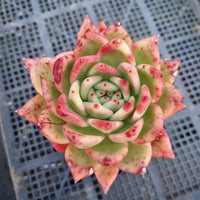 *GLGhybrid(1-395) Echeveria Agavoides Amestro hybrid 野马冬云杂