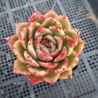 *GLGhybrid(1-396) Echeveria Agavoides Amestro hybrid 野马冬云杂