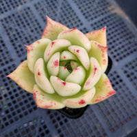 *GLGhybrid(1-397) Echeveria agavoides Ebony hybrid 乌木杂