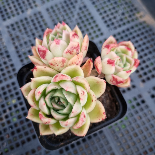 *GLGhybrid(1-400) Echeveria agavoides hybrid 东云杂