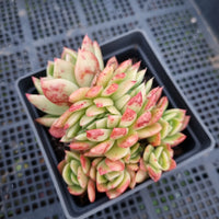 *GLGhybrid(1-401) Echeveria Agavoides hybrid crested 东云杂缀化