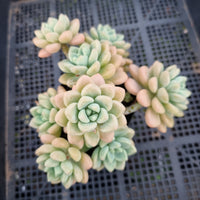 *GLGhybrid(1-403) Graptopetalum ‘Blush Danko’ 绯丸