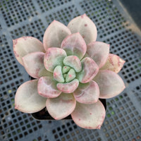 *GLGhybrid(1-404) Echeveria Champaign hybrid 香槟杂