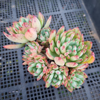 *GLGhybrid(1-405) Sedum Perezdelarosae hybrid 焦糖精灵杂