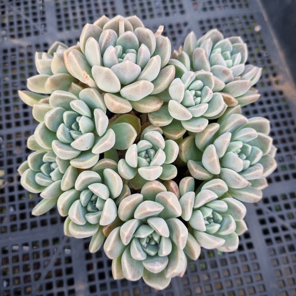 *GLGhybrid(1-406) Graptopetalum Mendozae hybrid 丸姬杂