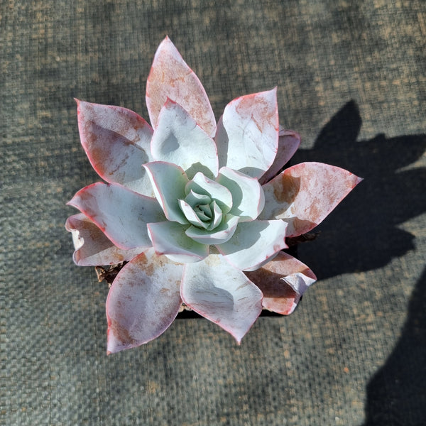 Echeveria Cante  广寒宫