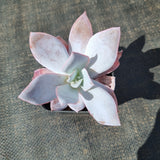 Echeveria Cante  广寒宫