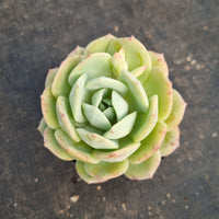 Echeveria Lemon Rose 柠檬玫瑰