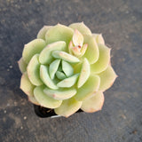 Echeveria Lemon Rose 柠檬玫瑰