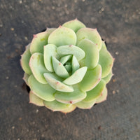 Echeveria Lemon Rose 柠檬玫瑰