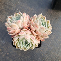 Echeveria Icy Beauty 冰美人小群