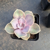 Echeveria ‘Perle von Nurnberg 紫珍珠